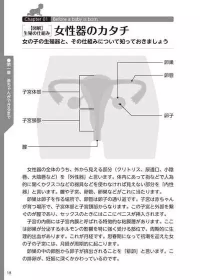 やらなくてもまんがで解る性交と妊娠 赤ちゃんのつくり方