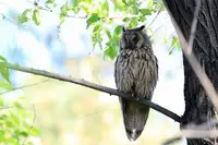 [Shiina] Noraneko Shoujo to no Kurashikata Ch. 4-15 [Chinese] [虎斑木菟漢化] [Digital]